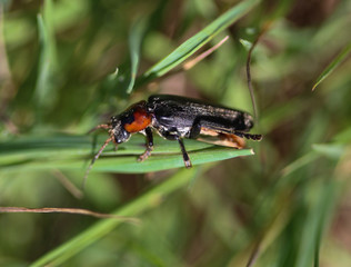 Phymatodes testaceus, commonly known as the tanbark borer, or the violet tanbark beetle, on flower