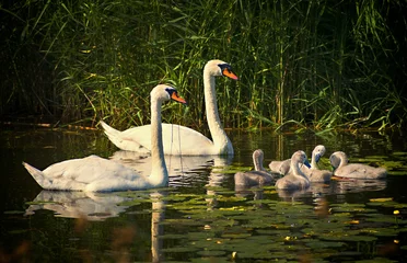 Fotobehang Zwaan Family of mute swans with young chicks