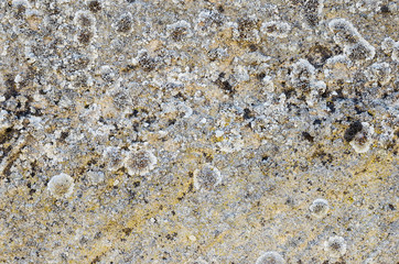 Texture of a surface of an old stone. Stone background with splashes of moss and mold