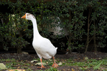 White goose walk on green grass background