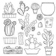Cacti, flowerpots, stones