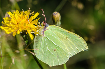 Yellow butterfly brimstone sits on flower
