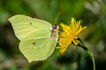 Yellow butterfly brimstone sits on flower