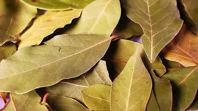 Laurel leaf. Dry whole spice leaves rotating pattern macro texture background backdrop footage video.