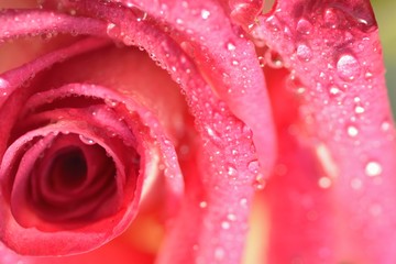 Macro texture of vibrant Red Rose with water droplets