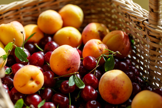 Organic apricots and sour cherries in the wicker basket, sunny day. close up.