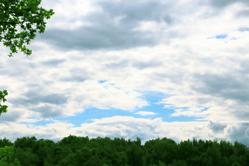 A natural summer weather background with a cloudy blue cloudy sky, a green forest and an oak branch