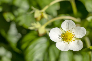 Obraz premium White flower of a wild strawberry with rain droplets.