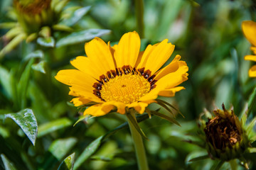 A nice, small, little, yellow flower