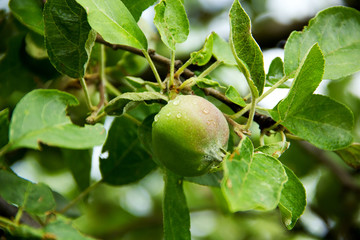 there is a small green apple on a branch of a tree after a rain