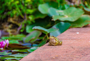 The Frog on the wall