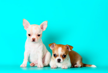 Two small puppies posing in the Studio. Many Chihuahua sitting on a turquoise background. Cute dog white-red color close-up. Horizontal image.