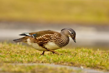 Female of the mandarin duck on grass