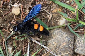 Insect in the rainforest, colombia