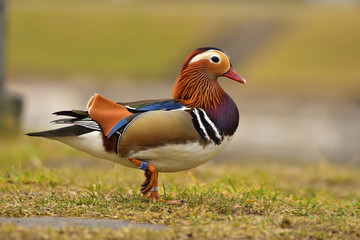 Male of the mandarin duck on grass
