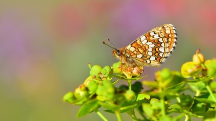 Melitaea aurelia  261