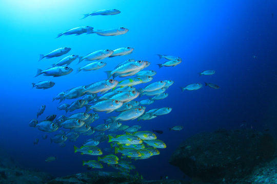 Fish on coral reef. Oriental Sweetlips and Bigeye fish  