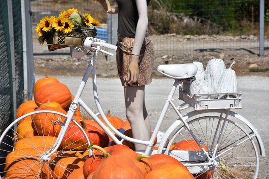 Zucche e girasoli con bicicletta vintage