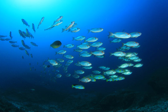 Fish on coral reef. Oriental Sweetlips and Bigeye fish  