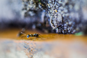 ant