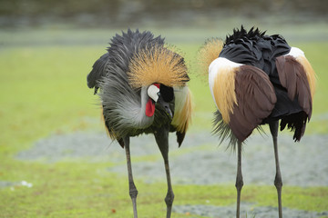 Amazing birds grey crowned crane