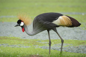 Amazing bird grey crowned crane