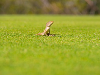Close up Lizard, (Iguana, Gecko, Skink) crawling on the grass at green background ,wildlife and animal concept.