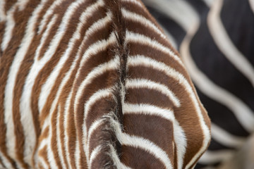 Closeup zebra feathers