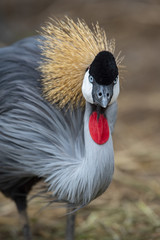 Amazing bird grey crowned crane