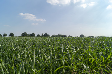 Fototapeta premium Cornfield France