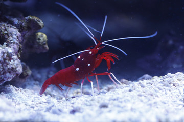 Kardinals-Putzergarnele (Lysmata debelius), Kardinalsgarnele, Feuergarnele