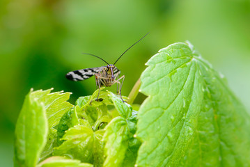 Male scorpion fly with motley wings