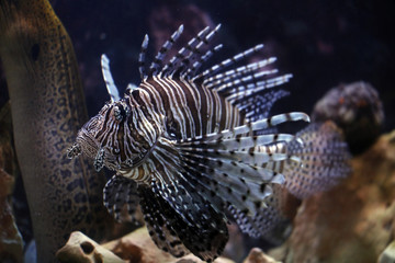 Pazifischer Rotfeuerfisch (Pterois volitans)