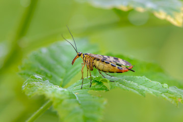 Female scorpion fly with motley wings