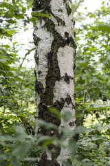 Obraz premium Plemię brzozy szczegółowo w lesie.