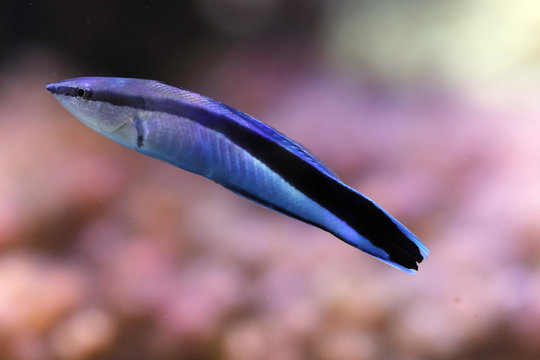 Blaustreifen-Putzerlippfisch (Labroides dimidiatus)