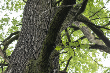 Strains, branches and lush green leaves of oak.