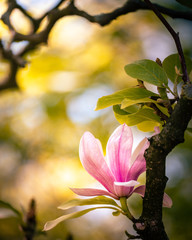 Blüte - Magnolie
