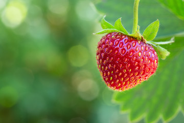 ripe strawberry on the bush