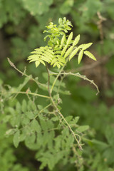 Young berries with young leaves on top and feathered leaves below.