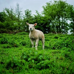 Obraz premium Lone Lamb