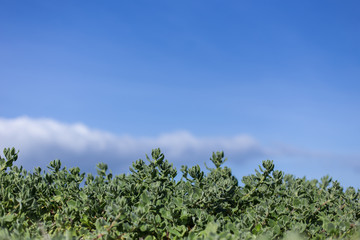 Plants Background Texture