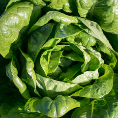 Lechuga creciendo en el campo
