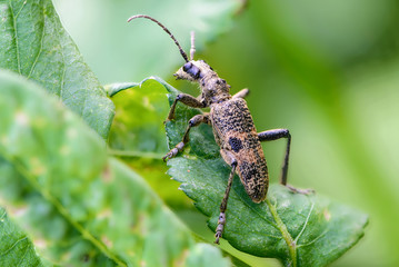 Spotted beetle rhagium with a broken mustache