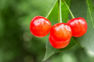 ripe cherries on the tree