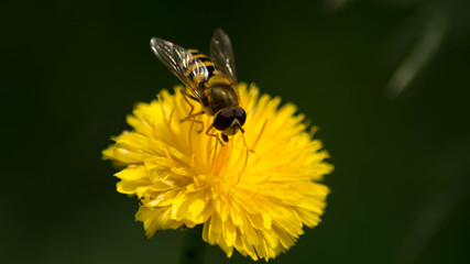 Bee on closeup