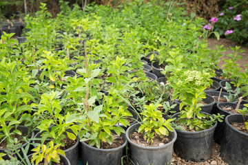 Pots with seedlings of plants and flowers