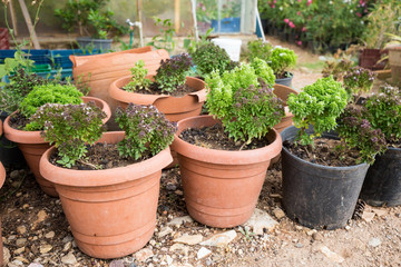 Fototapeta na wymiar Pots with seedlings of plants and flowers