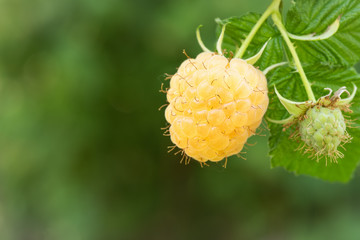 yellow raspberry on the bush