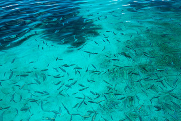 Sea water with fish